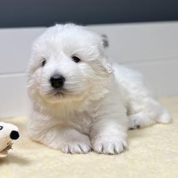 Tundra - White female Maremma Sheepdog puppy in Conway, Missouri from 2J 2K Border Collies | Maremma Sheepdogs