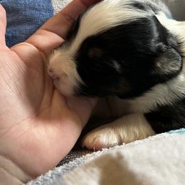 Australian Shepherd Puppies from Kelly Arndt