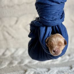 Boy 1 - Apricot Goldendoodle puppy in Santa Barbara, California from K+C Doodles