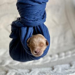 Boy 1 - Apricot Goldendoodle puppy in Santa Barbara, California from K+C Doodles