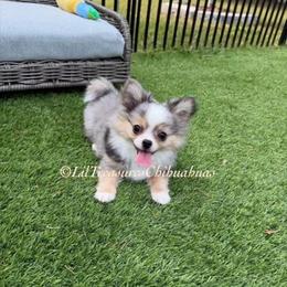 Poof - Merle male Chihuahua puppy in Anderson, South Carolina from Lil Treasures Chihuahuas