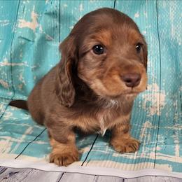 Thumper (green collar) - Dapple male Dachshund puppy in Anaconda, Montana from Williams Family Dachshunds