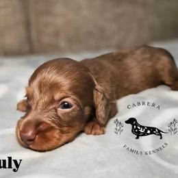 Pauly - Chocolate male Dachshund puppy in Modesto, California from Cabrera Family Kennels