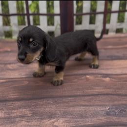 Black and Cream Wirehair Female - Black and cream female Dachshund puppy in Killeen, Texas from Southern Dachshunds