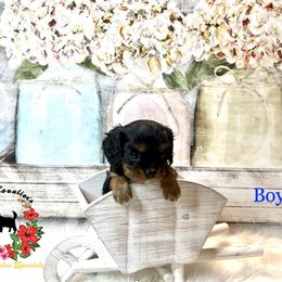 Cavalier King Charles Spaniel Puppies from Ohana Cavalier King Charles Spaniels
