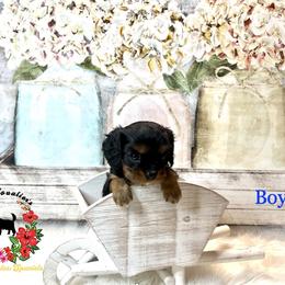 Cavalier King Charles Spaniel Puppies from Ohana Cavalier King Charles Spaniels