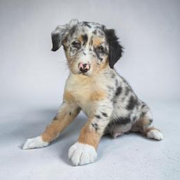 Angus Tilton - Blue merle male Australian Shepherd puppy in Statesville, North Carolina from Charming Australian Shepherds