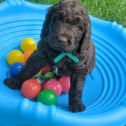 Assorted Doodle Crosses and Newfypoo Puppies from Hidden Haven Poodles and Doodles
