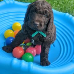 Assorted Doodle Crosses and Newfypoo Puppies from Hidden Haven Poodles and Doodles