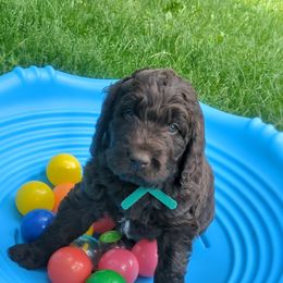 Assorted Doodle Crosses and Newfypoo Puppies from Hidden Haven Poodles and Doodles