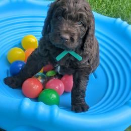 Assorted Doodle Crosses and Newfypoo Puppies from Hidden Haven Poodles and Doodles