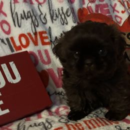 Boy 1 - Shih Tzu puppy from Mending Hearts Shih Tzu's