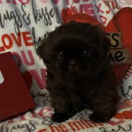 Boy 1 - Shih Tzu puppy from Mending Hearts Shih Tzu's