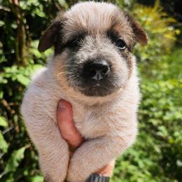 Red Female 1 Dot - Red speckled female Australian Cattle Dog puppy in Dalton, Pennsylvania from Whiteduck Mountain Kennel AKC Australian Cattle Dogs and Windy Hill Acres Kennel LLC AKC Fox Red Labrador Retrievers