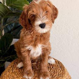 Kahan - Apricot male Goldendoodle puppy in Peoria, Arizona from Daisy Mountain Doodles