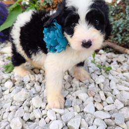 Bernie - Tri-color male Bernedoodle puppy in Harrisonburg, Virginia from Curlytail Doodles