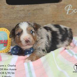 Bodie- Blue Merle Male - Blue merle male Miniature Australian Shepherd puppy in Nacogdoches, Texas from TK Standard, Mini, & Toy Aussies