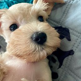 Montana - Miniature Schnauzer