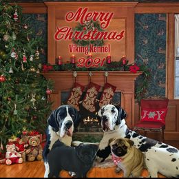 Great Dane and Pug Puppies from Viking Kennel