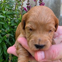 Girl 1 - female Goldendoodle puppy in Syracuse, Utah from Just Doodling Dogs