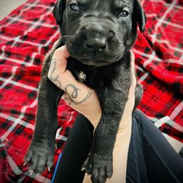 Queenie - Great Dane puppy in Richmond, Texas from Ashli’s Great Danes