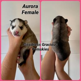 Aurora - Tri-color female Pomsky puppy in Lyons, Nebraska from Goodness Gracious Pomskies