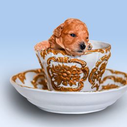 Poodle Puppies from Teacup & Toy Poodles