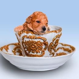Poodle Puppies from Teacup & Toy Poodles