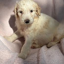 Tourmaline - Cream female Labradoodle puppy in Somerset, California from Annie’s Animals