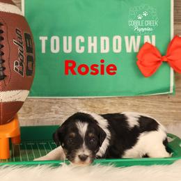 Rosie - Black and white female Bernedoodle puppy in Heyworth, Illinois from Cobble Creek Puppies