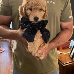 Goldendoodle Puppies from Ohio Valley Doodles