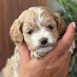 Boy 3 - Buff and white male Cockapoo puppy in Rigby, Idaho from Elkington Family Farms LLC
