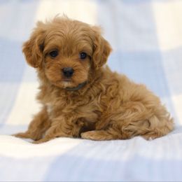 Jersey - Red male Cavapoo puppy in Queen Creek, Arizona from Dulcito Doodles