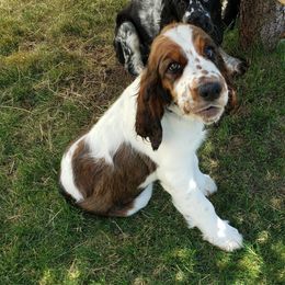 English Springer Spaniel Puppies from Majestic English Springer Spaniels