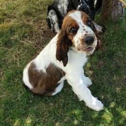 English Springer Spaniel Puppies from Majestic English Springer Spaniels
