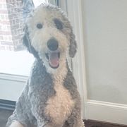 Aussiedoodles, Bordoodles, Goldendoodles, and Poodles from Calena’s Doodle Pups