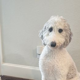 Aussiedoodles, Bordoodles, Goldendoodles, and Poodles from Calena’s Doodle Pups