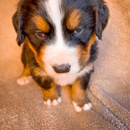 Bernedoodle, Bernese Mountain Dog, and Siberian Husky Puppies from Timberline Paws
