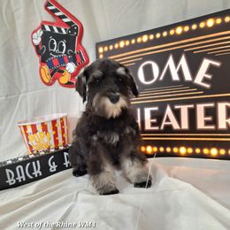 The Rock - Black and silver male Miniature Schnauzer puppy in Bell, Florida from West of the Rhine Miniature Schnauzers