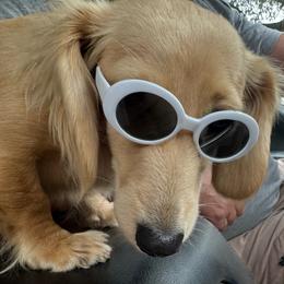 Nova - Dachshund