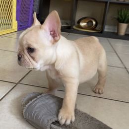 French Bulldog Puppies from MaFrenchiesBadandBoujee