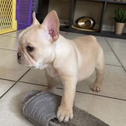 French Bulldog Puppies from MaFrenchiesBadandBoujee