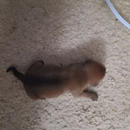 Boy 1 - Stag red male Miniature Pinscher puppy in Phelan, California from Desert Rose Kennel