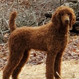 Red - Poodle