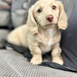 Dachshund Puppies from Jennifer Chadwell