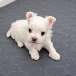 BOY 2 - White male Maltese puppy in Ashville, Alabama from LMC Pups