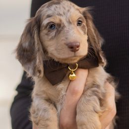 Cowboy - Dapple male Dachshund puppy in Memphis, Tennessee from Lone River Dachshunds