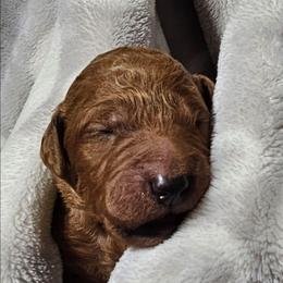 MUFFIN - Apricot male Goldendoodle puppy in Harris County, Texas from Cute & Curly Doodles