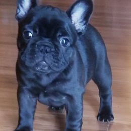 French Bulldog Puppies from Holcomb's French Bulldogs