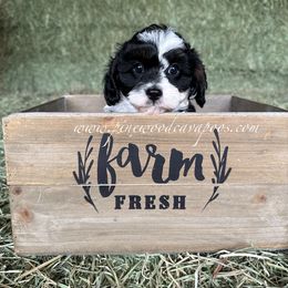Cavapoo Puppies from Pinewood Cavapoos